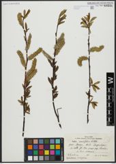 Foto von Salix acutifolia Willd.